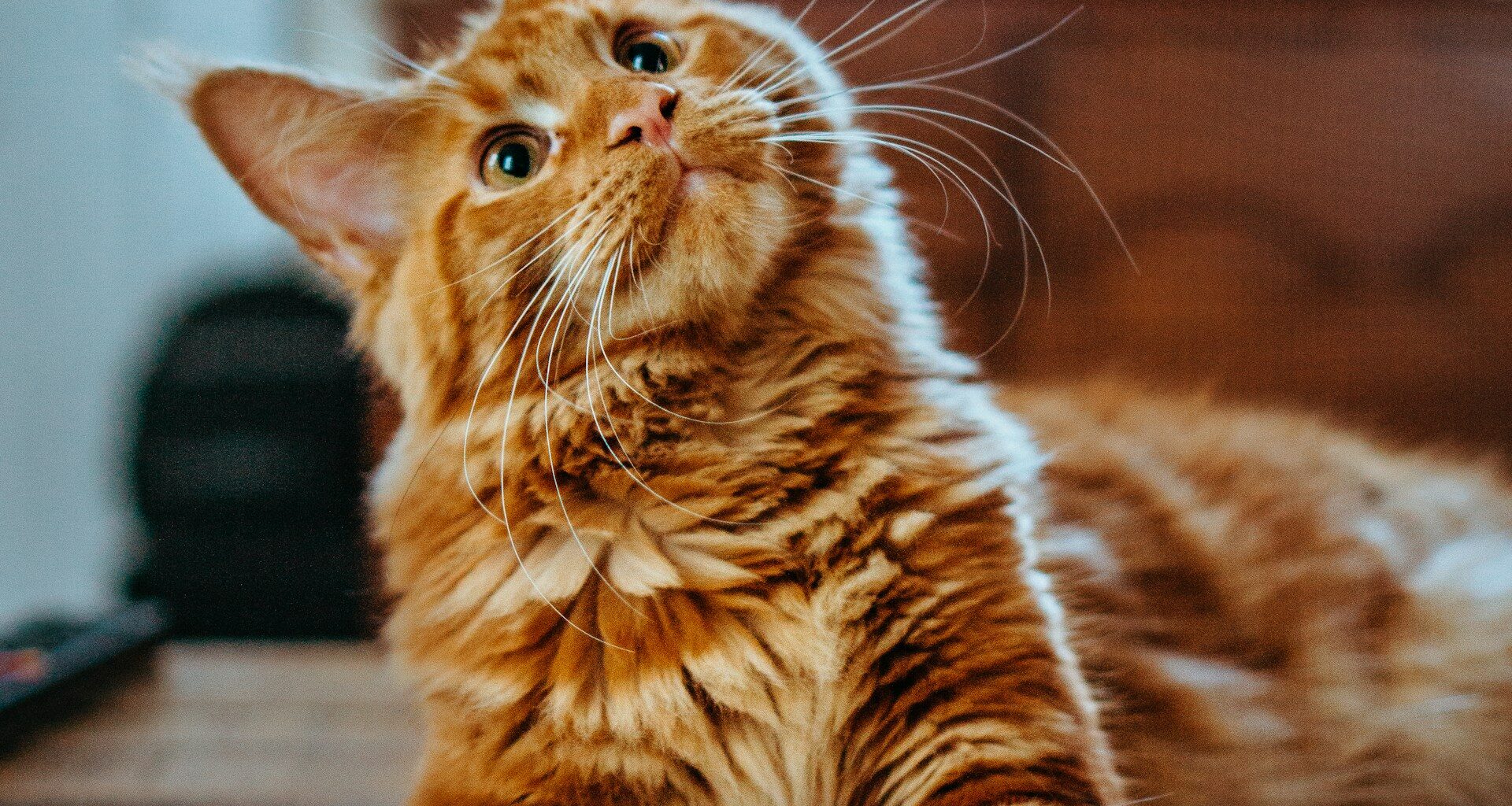 Kattenoverlast in de tuin? Zo pak je het diervriendelijk aan